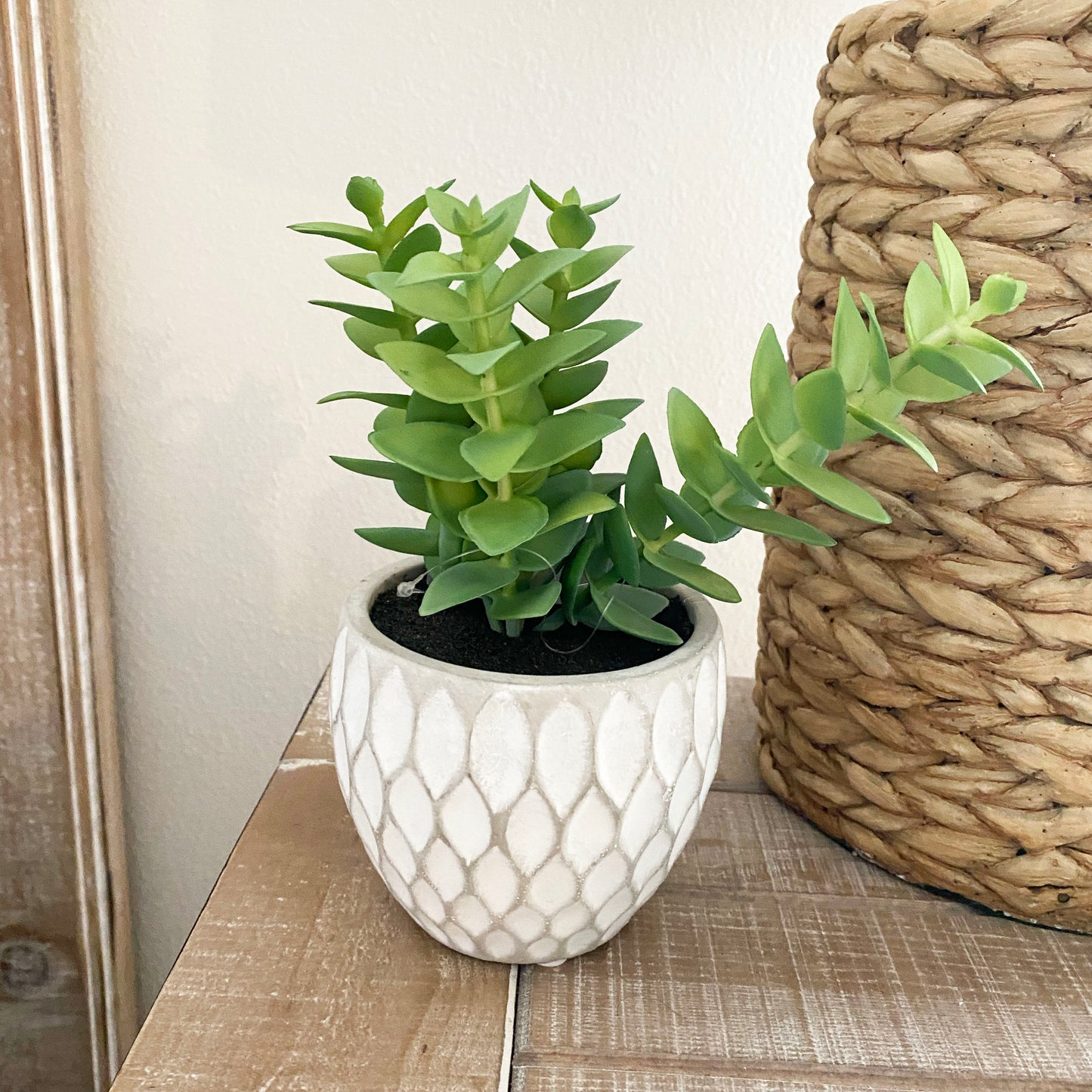 Faux Succulent In Pot - 3 Options