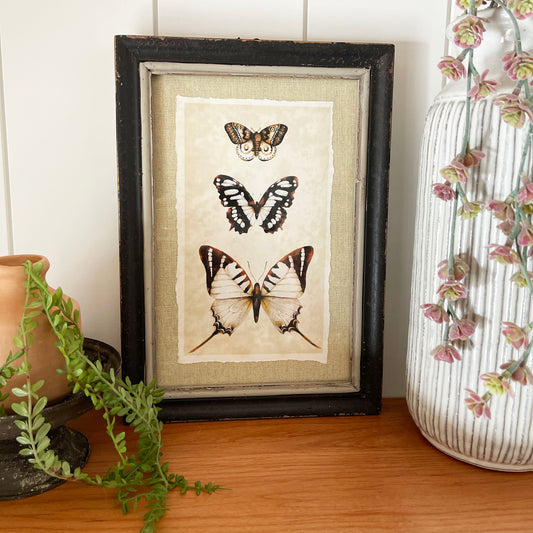 Insect Framed Print